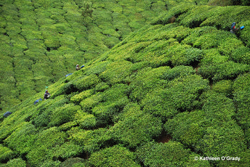 Tea Plantations and Finding Indigo