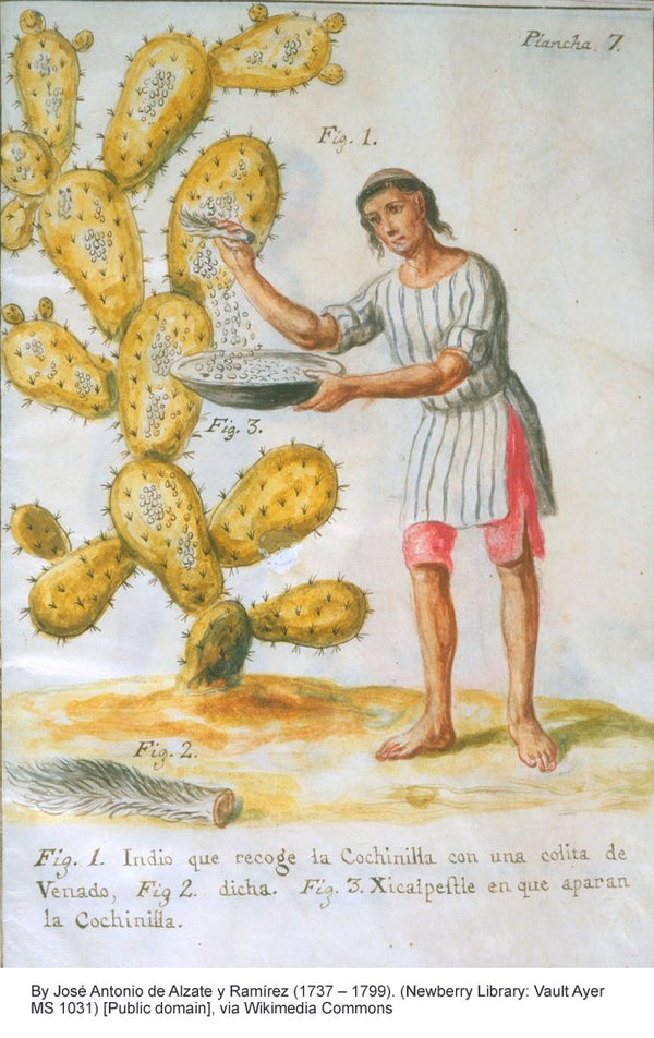 Man harvesting cochineal